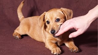 How To Stop a Puppy From Biting in 6 Easy Steps [upl. by Houlberg455]