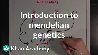 An Introduction to Mendelian Genetics  Biomolecules  MCAT  Khan Academy [upl. by Heeley914]