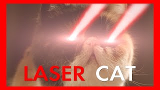 Laser Cat [upl. by Engedus]