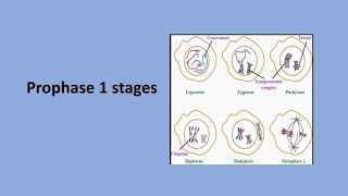 Prophase 1 Stages  Meiosis [upl. by Grantland]