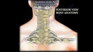 Anatomy Of The Neck amp Cervical Spine  Everything You Need To Know  Dr Nabil Ebraheim [upl. by Ydaf]