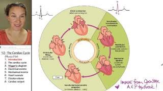 Cardiac cycle 1 Introduction [upl. by Aicele]