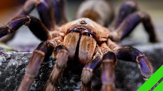 Cobalt Blue Tarantula Cyriopagopus lividus Care and Info H lividum [upl. by Ogata205]