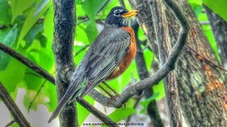 American Robin Singing a Song [upl. by Obellia]