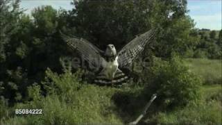 Harpy Eagle Harpia harpyja Info in description [upl. by Noorah]