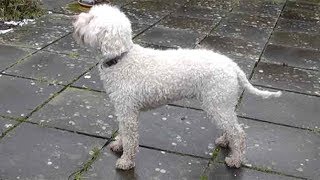 Dog Breed Video Lagotto Romagnolo [upl. by Mari]