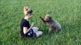 Obedience with Ernest Lagotto Romagnolo HD Quality [upl. by Idelle564]