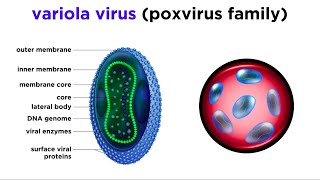 Smallpox Variola Virus [upl. by Natal576]