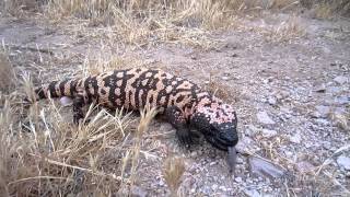 An angry Gila Monster [upl. by Ahsoem]