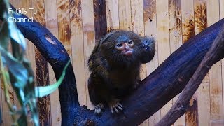 Baby Pygmy Marmoset Monkeys [upl. by Anirpas332]