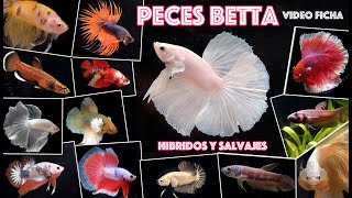 Peces Betta Híbridos comerciales y Salvajes  Video ficha sobre sus cuidados [upl. by Hagerman]