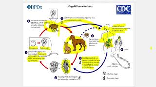 Dipylidium [upl. by Buchbinder]