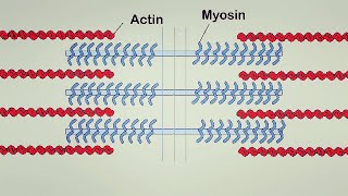 Muscle Contraction  Part 1 [upl. by Idelia309]