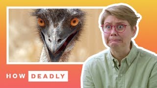 How dangerous are emus really  REACTION [upl. by Thornburg]