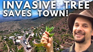 Invasive Tree Rescues Arizona Town [upl. by Sedgewick673]