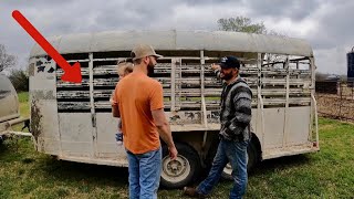 We Got a Very Unexpected Surprise That Showed Up at the Bison Ranch [upl. by Elka854]