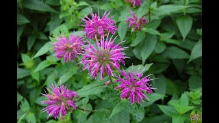 Deadheading Bee Balm [upl. by Kasper94]