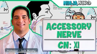 Neurology  Accessory Nerve Cranial Nerve XI [upl. by Retsevlis]