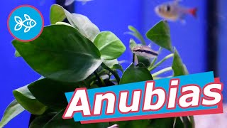 ANUBIAS · Plantas FÁCILES para ACUARIO plantado🌱 [upl. by Auqenes]