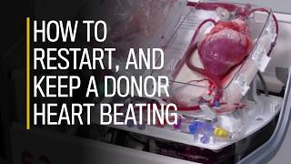 How to restart and keep a donor heart beating [upl. by Hako]