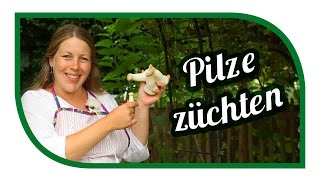 Pilze züchten Kräuterseitlinge 🍄 Speisepilze selbst anbauen [upl. by Calvinna]