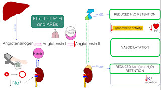 ACE inhibitors and ARBs  Mechanism of action [upl. by Adrea]