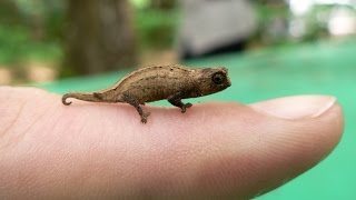 10 Adorable Pygmy Animals [upl. by Kenaz]