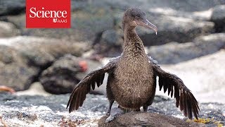 How the clumsy Galapagos cormorant lost its flight [upl. by Towroy]