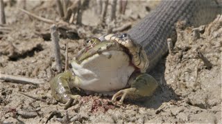 Big grass snake eats frog  Grosse Ringelnatter frisst Frosch [upl. by Laith]