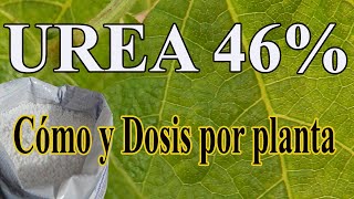 Como usar la UREA en las plantas  Dosis de urea en las plantas [upl. by Aldwon671]