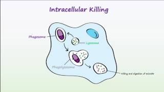 Phagocytosis [upl. by Otineb160]