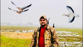 Hunting  Geese hunting  Bar headed goose hunting in pakistan [upl. by Adaven624]