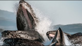 How whales mate  marine mammal adaptations  Prof TRACEY ROGERS UNSW Sydney Australia [upl. by Adikram]