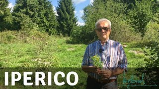 Iperico il più grande Antidepressivo Naturale [upl. by Stiles]