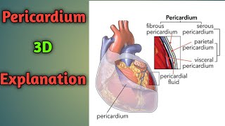 Pericardium Anatomy  Heart Pericardium  Pericardium Anatomy 3D [upl. by Aerdna180]