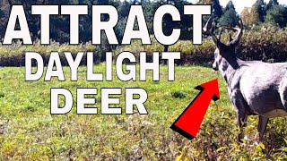 INCREDIBLE Ways To Attract Deer To Your Property 2021 [upl. by Drogin346]