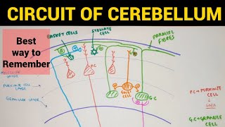 Circuit of Cerebellum  Cerebellum Anatomy [upl. by Ollopa]