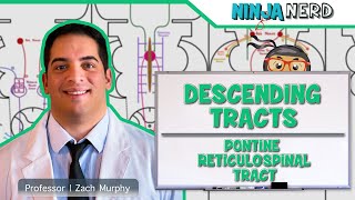 Neurology  Descending Tracts Pontine Reticulospinal Tract [upl. by Travus]