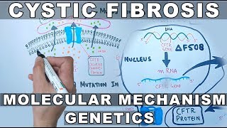 Cystic Fibrosis  Molecular Mechanism amp Genetics [upl. by Cordula101]