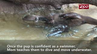 Otter Pups Swim Lesson [upl. by Ahsilra]