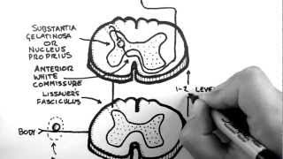 Spinal Pathways 3  Spinothalamic Tract [upl. by Odradlig]