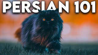 Persian Cat 101  Literally Everything You Need To Know Updated [upl. by Bourgeois]