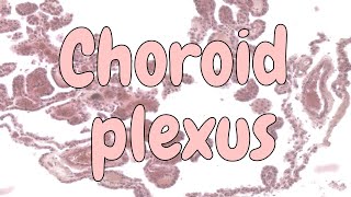 Choroid plexus  nervous system histology [upl. by Nnylylloh569]