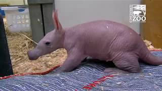 Baby Aardvark  Cincinnati Zoo [upl. by Malinowski]