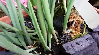 How I Care for Brassavola nodosa  Grow Brassavola on Charcoal culture [upl. by Arnold]