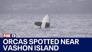 Orcas spotted near Vashon Island  FOX 13 Seattle [upl. by Sammons]