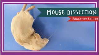 Mouse Dissection  Of Mice and Men EDU [upl. by Sheeree914]