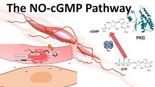 The NOcGMP pathway [upl. by Roselle83]