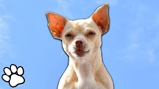 100 Sassy Chihuahuas  Funny Dog Compilation [upl. by Nadler]