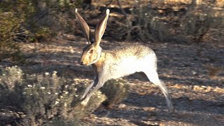 Jackrabbit Running In Slow Motion [upl. by Serrano508]